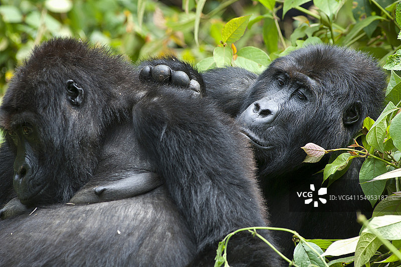 刚果东部低地大猩猩的梳理，野生动物拍摄图片素材