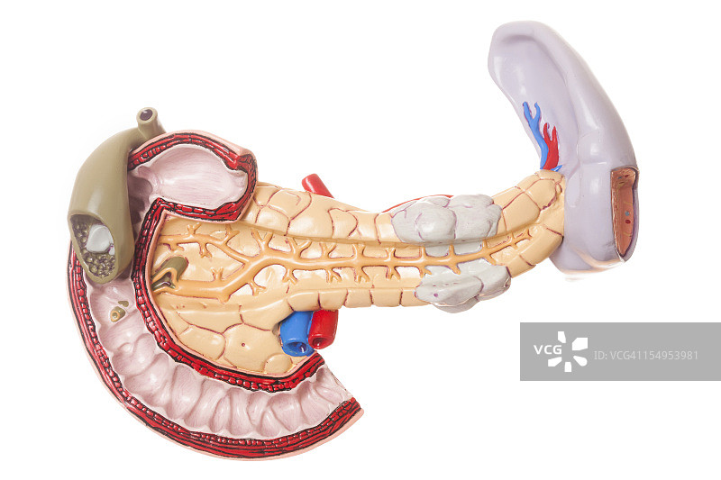 白色背景上的胰腺图片素材