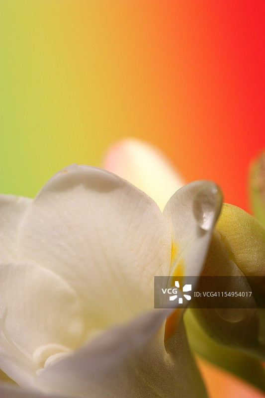 彩色背景上的复活节百合花图片素材