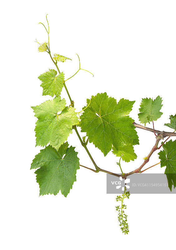 年轻的葡萄藤图片素材