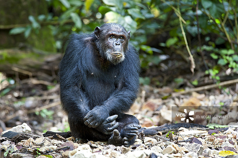 老年雄性黑猩猩，野生动物摄影，坦桑尼亚贡贝国家公园图片素材
