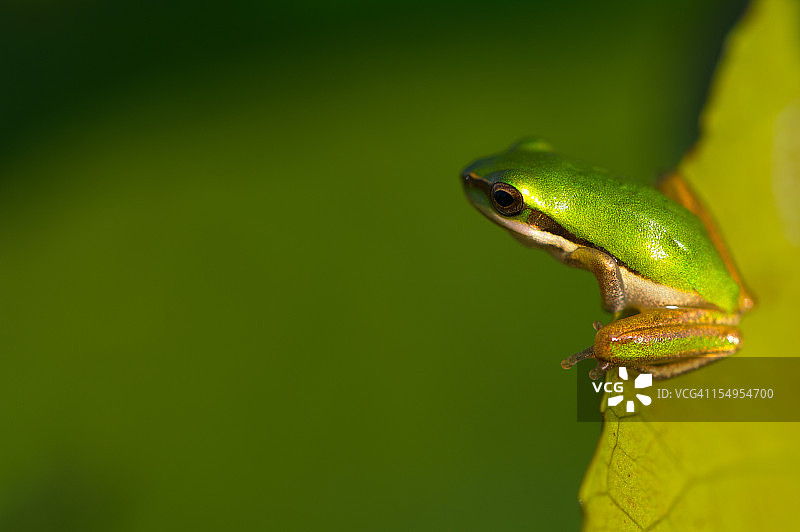 小绿色树蛙图片素材