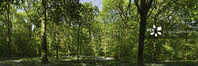 翠绿森林的夏日阳光全景图片素材