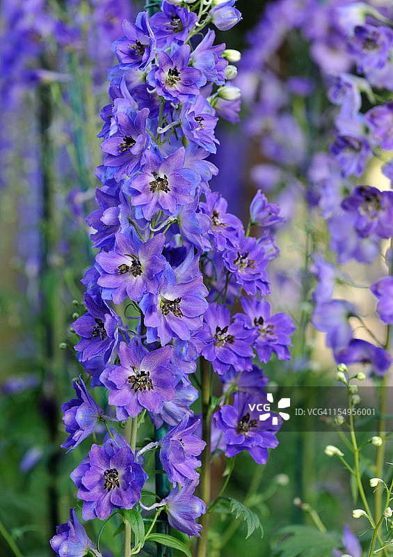 飞燕草图片素材