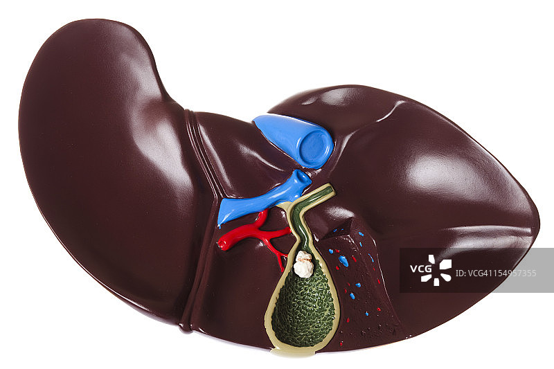 白色背景上的人体肝脏图片素材