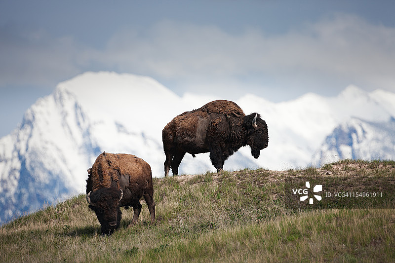 美国蒙大拿州国家野牛保护区内的美洲野牛图片素材
