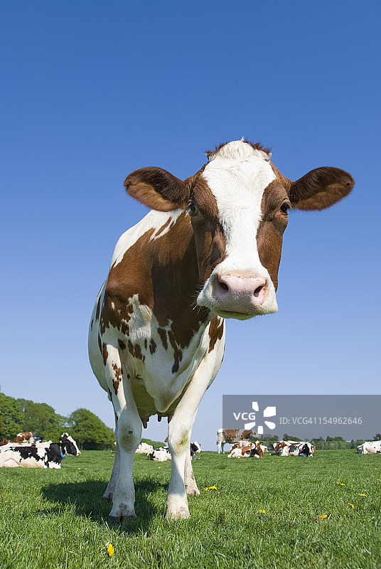 好奇的奶牛站在草地上图片素材