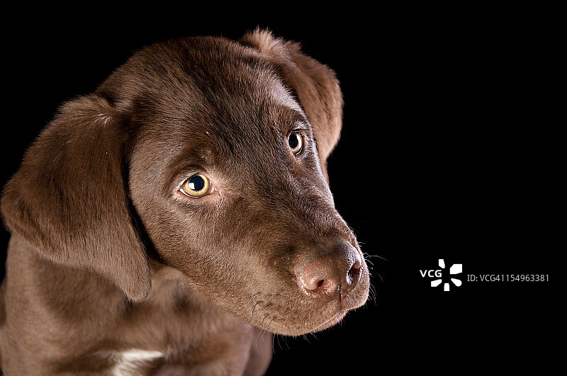 年轻的巧克力色拉布拉多犬肖像图片素材