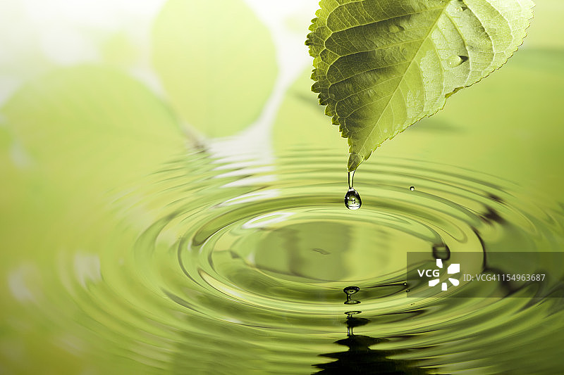 带水滴的叶子图片素材