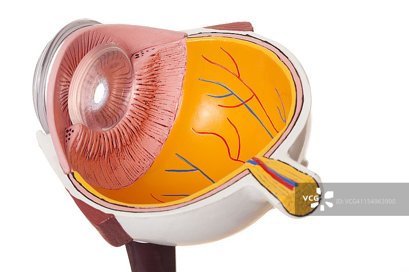 人类的眼睛图片素材