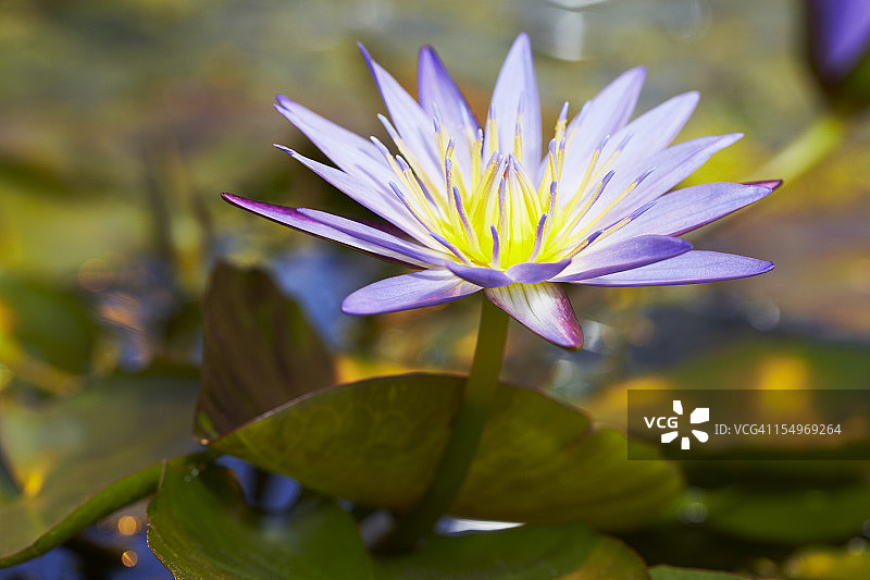 鲜艳的海百合图片素材