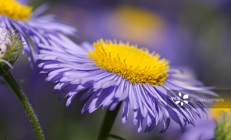 紫色夏季紫苑图片素材