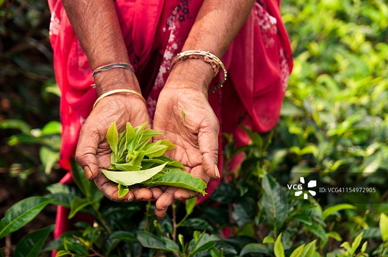 手中的茶叶图片素材