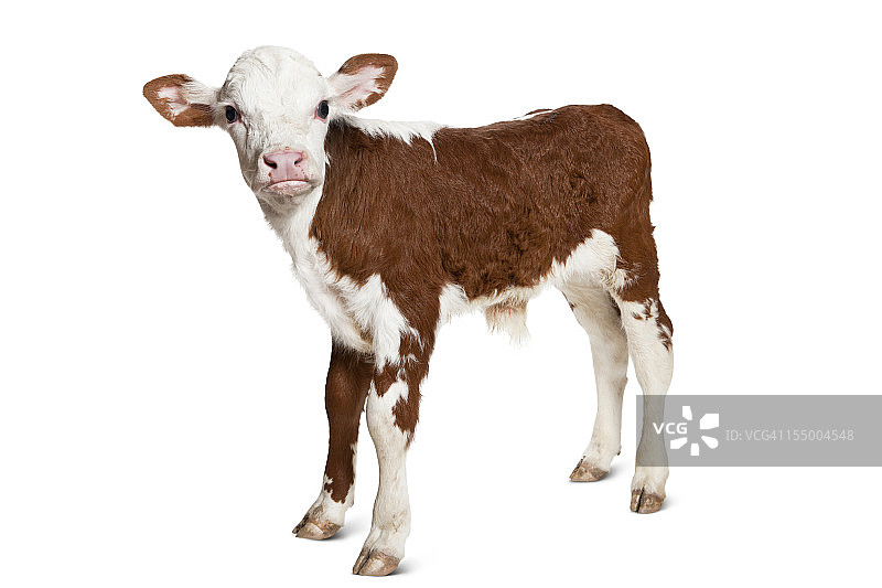 白色背景上的海福特小牛看着镜头图片素材
