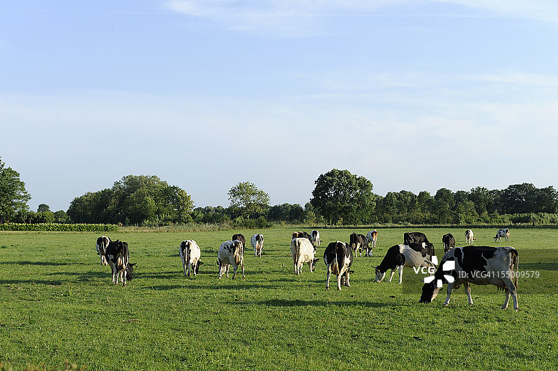 一群荷斯坦奶牛在草地上图片素材