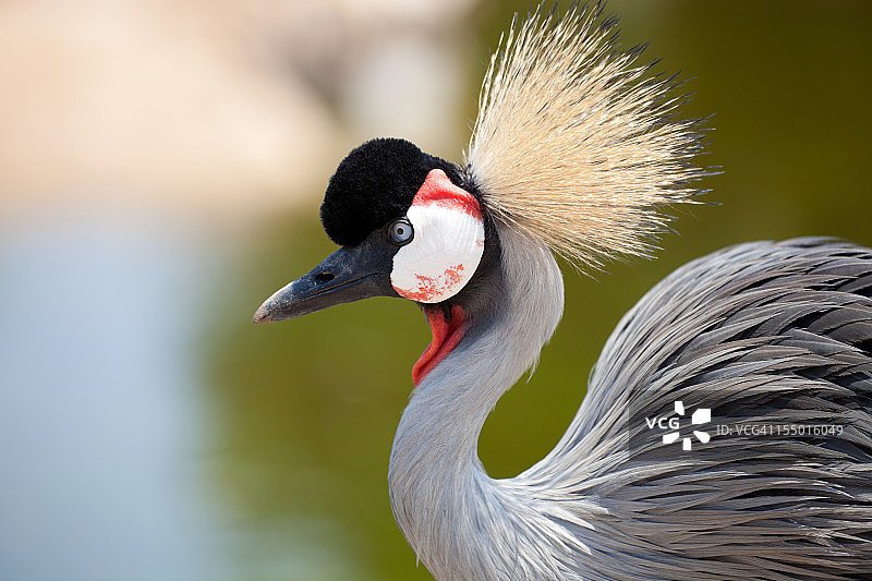 戴冕鹤特写图片素材