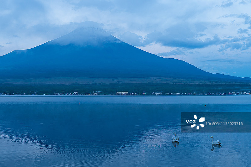 山中湖的天鹅图片素材