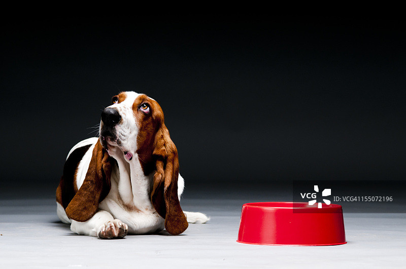 拿着空碗的狗图片素材