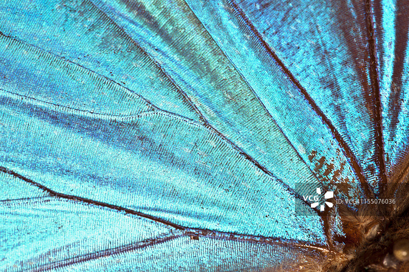 蝴蝶翅膀背景图片素材