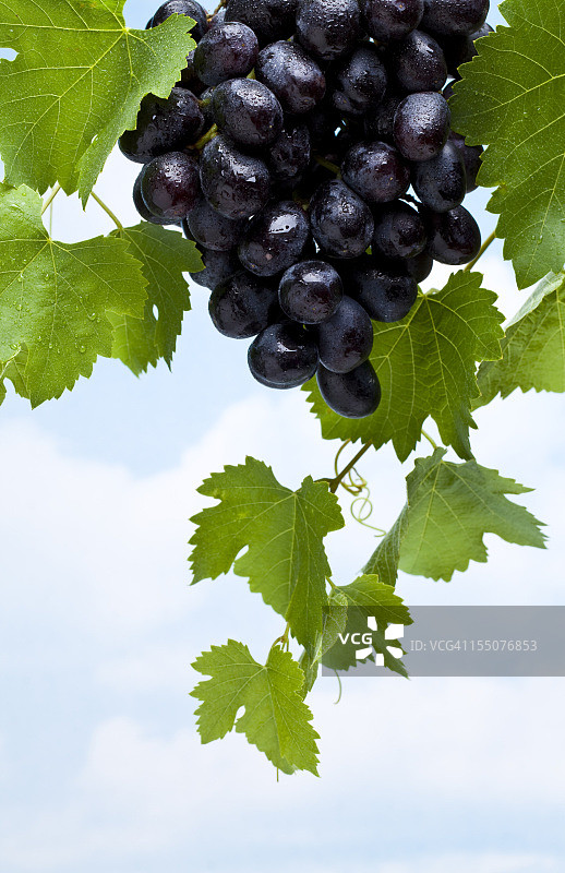 葡萄和叶子图片素材