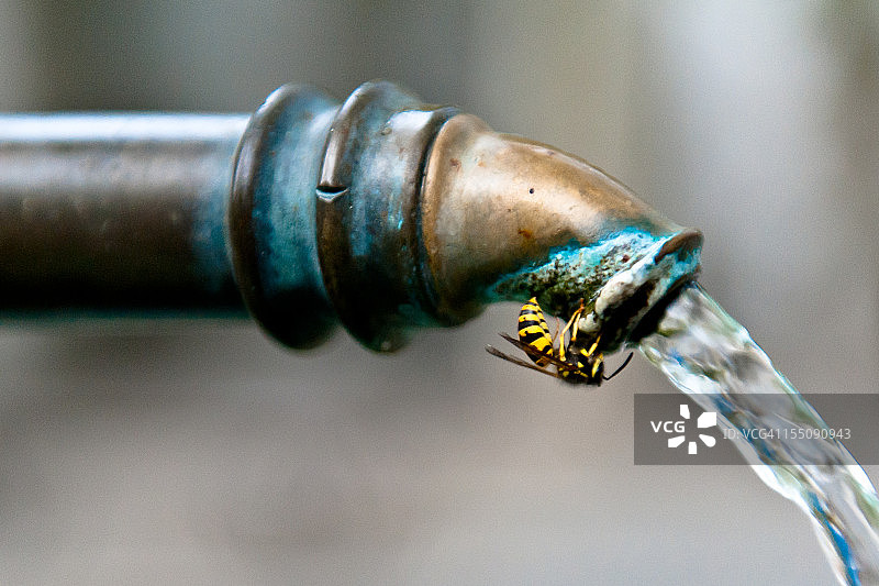 铜管上的黄蜂图片素材