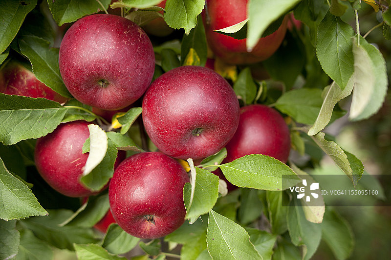 果园里的一群红苹果图片素材