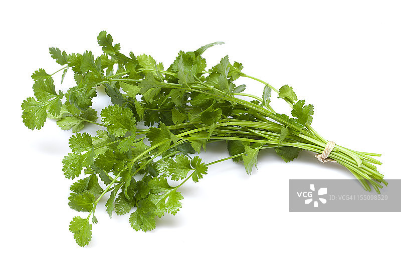香菜图片素材