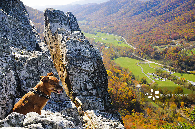 小型犬俯瞰秋景图片素材