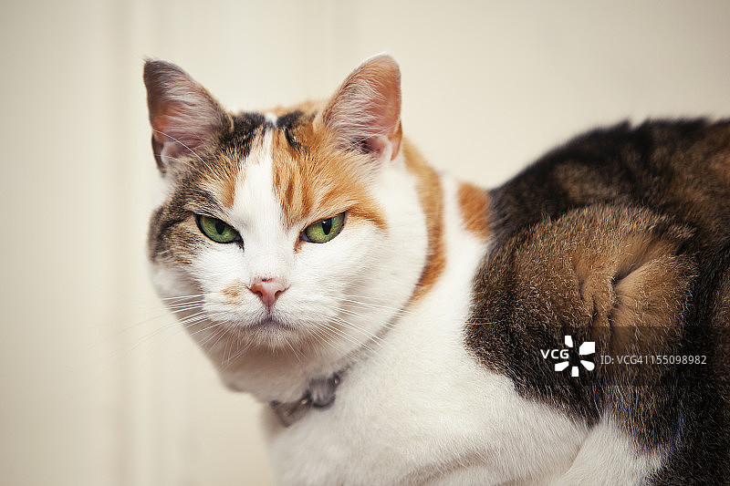 看起来凶狠的猫图片素材