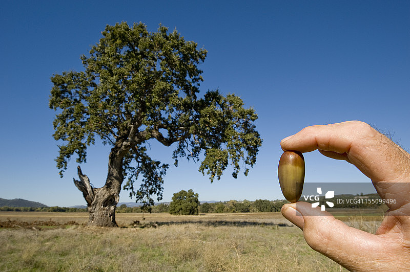 橡子和橡树图片素材