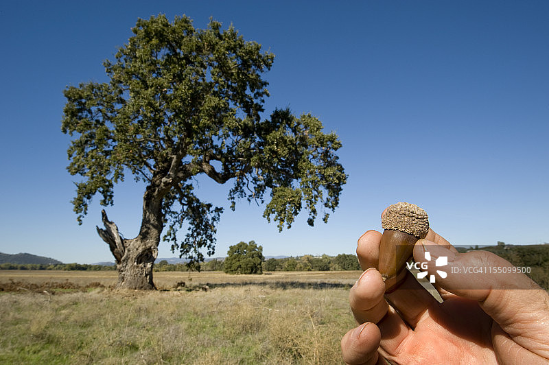橡子和橡树图片素材