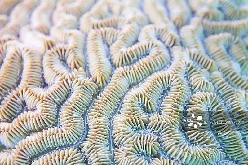 迷纹珊瑚背景图片素材