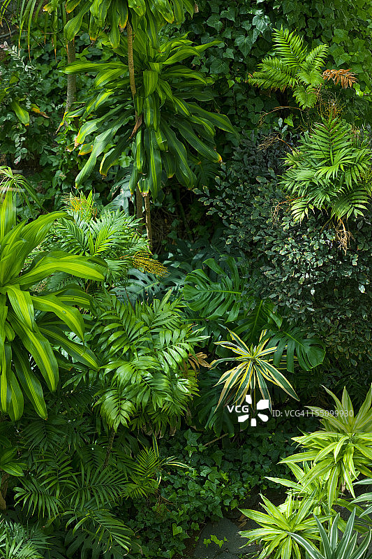 热带棕榈叶花园图片素材