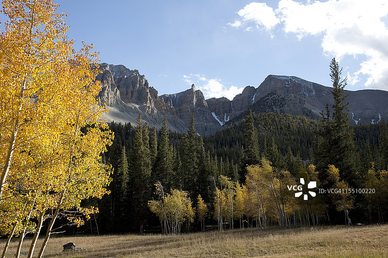 黄色白杨树与内华达州大盆地国家公园的惠勒峰图片素材