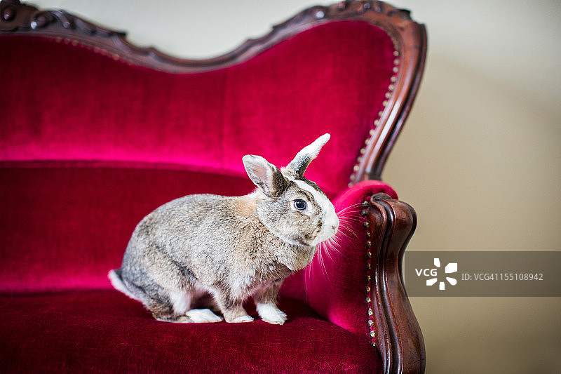 红色沙发上的兔子图片素材
