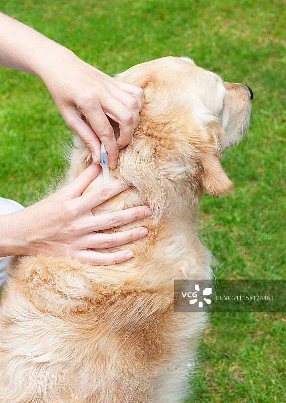 预防蜱虫图片素材