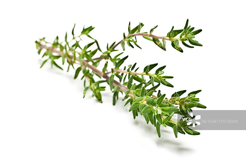 新鲜百里香图片素材