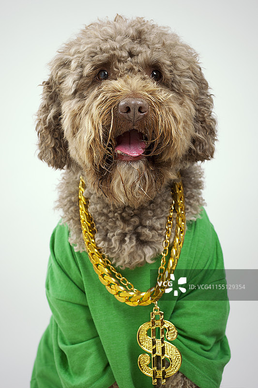 说唱狗图片素材