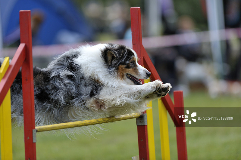 澳大利亚牧羊犬图片素材