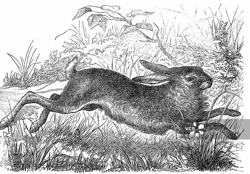 欧洲野兔图片素材