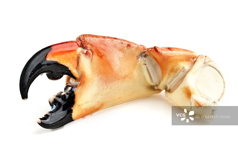 佛罗里达石蟹图片素材