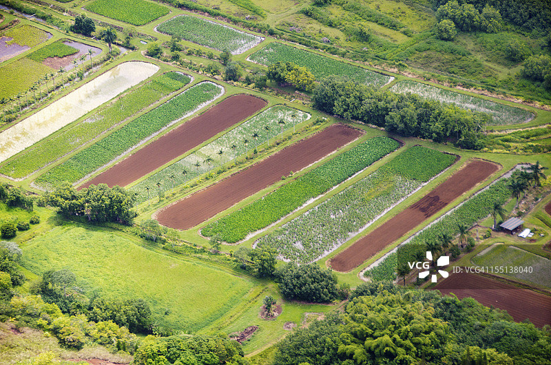 芋头田图片素材