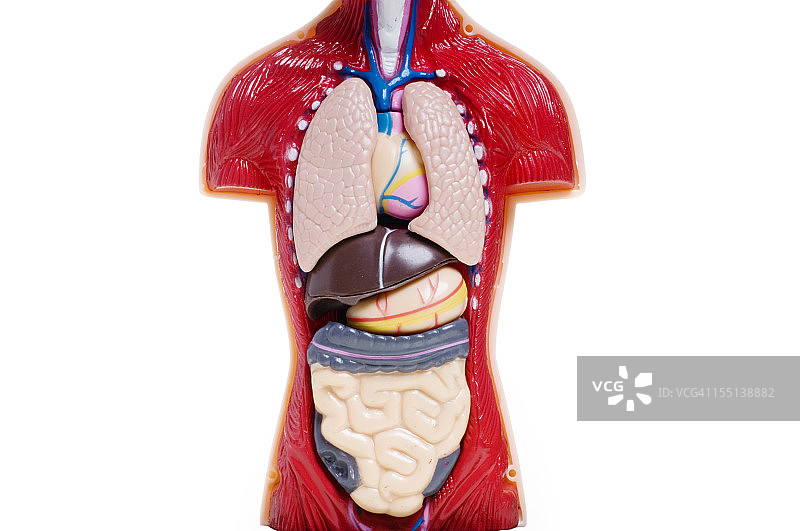 人体解剖模型图片素材