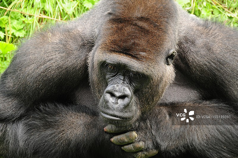西部低地大猩猩图片素材