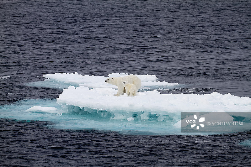 两只小冰块上的北极熊图片素材