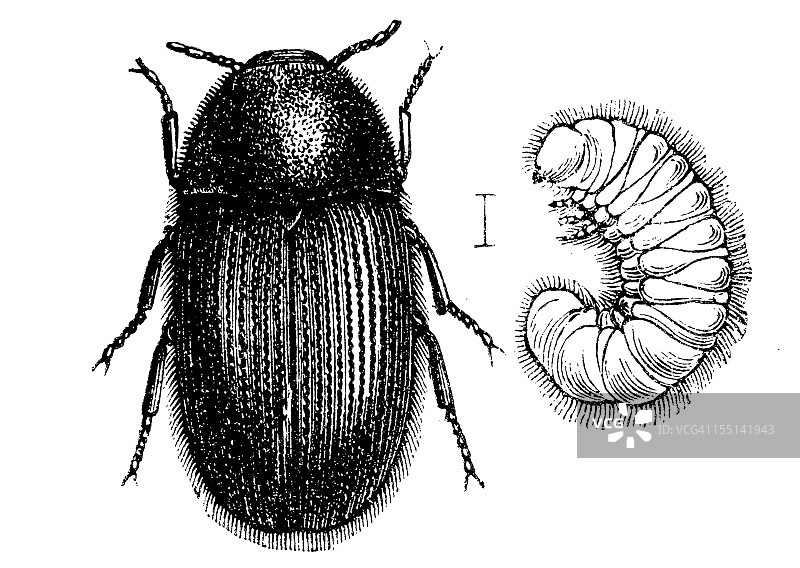 药店甲虫图片素材