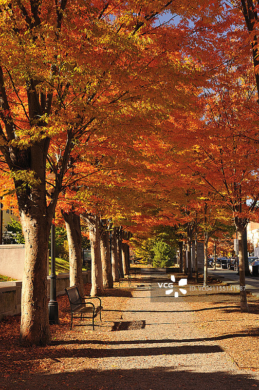 秋色中的走道图片素材