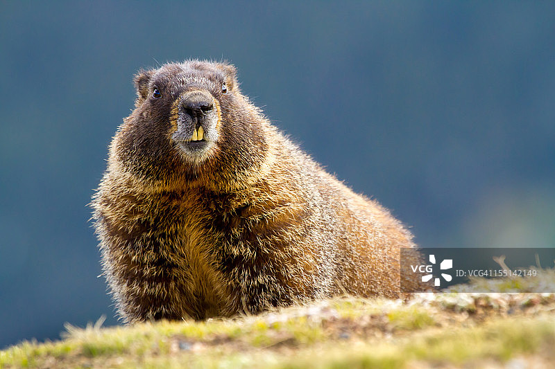 黄腹旱獭图片素材