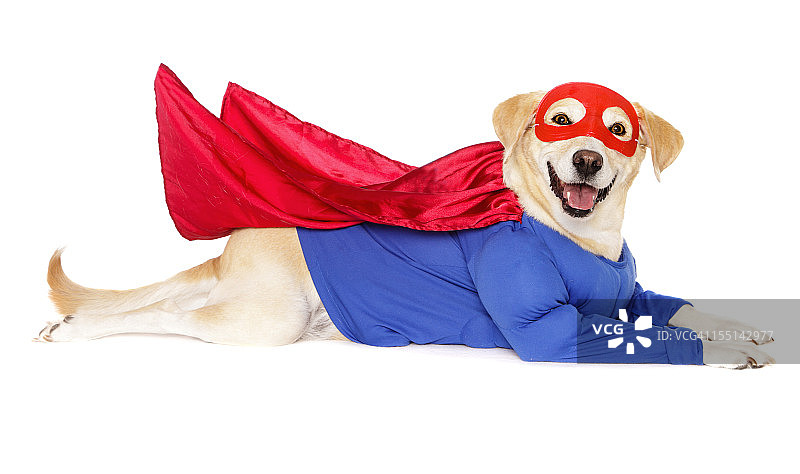 超级英雄狗图片素材