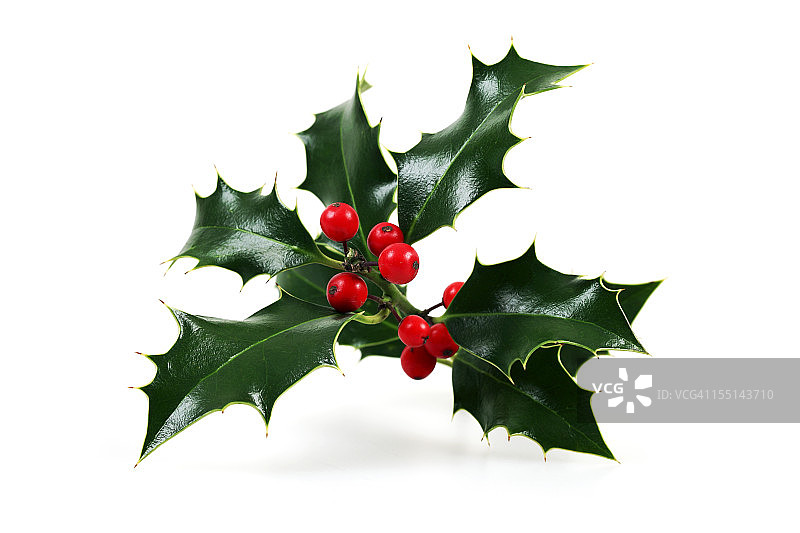 白色背景上的冬青树枝图片素材